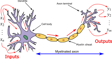 real-neuron