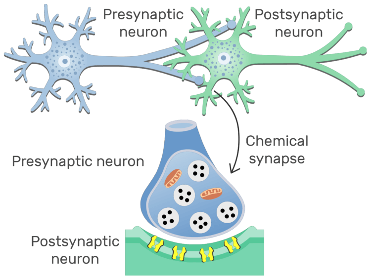 pre-post-synaptic-neuron